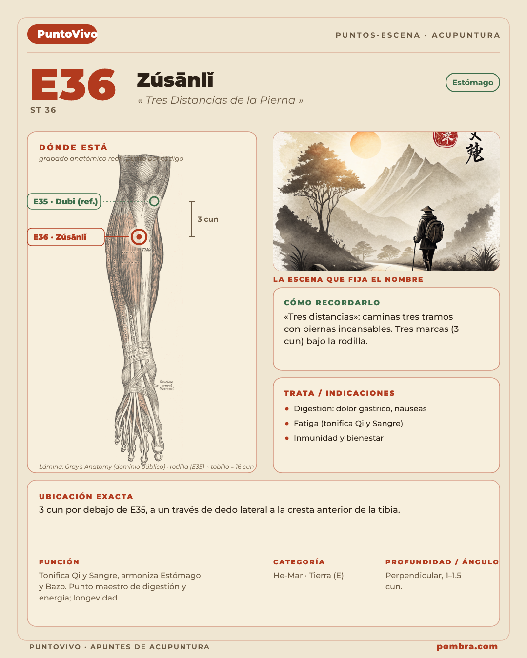 Un Punto-Escena completo (ej. E36 Zusanli, "Tres Distancias de la Pierna"): ubicación marcada en la pierna + escena del nombre + ícono de función.